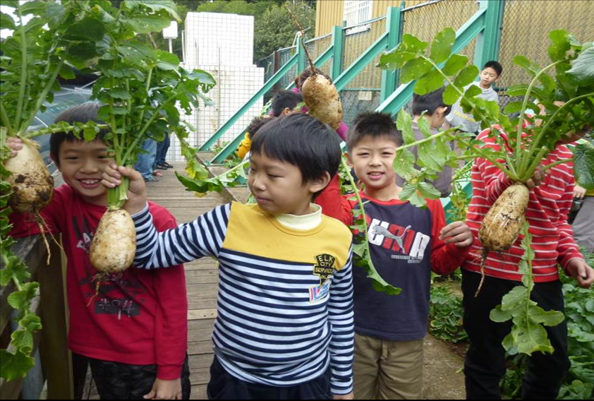 靜心國民中小學推動「小田園教育體驗學習」小學生採收親手種的蘿蔔